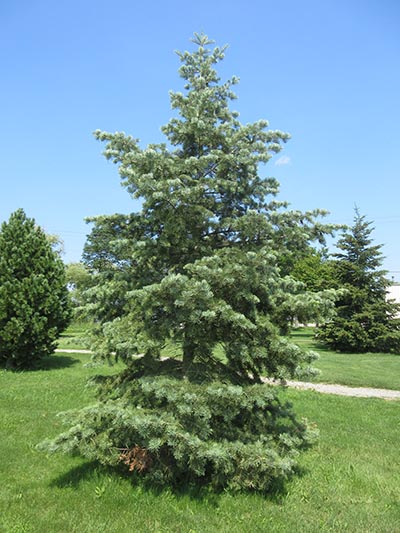 Image for White Fir, Concolor Fir