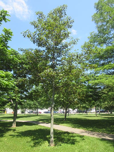 Image for Sycamore Maple, Planetree Maple