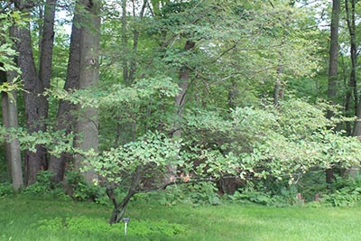 Image for Shadblow Serviceberry, Thicket Serviceberry