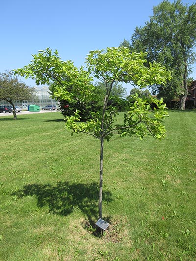 Image for Smooth Serviceberry, Allegheny Serviceberry