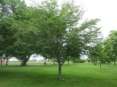 Image for American Beech