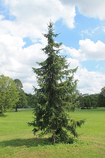 Image for Serbian Spruce