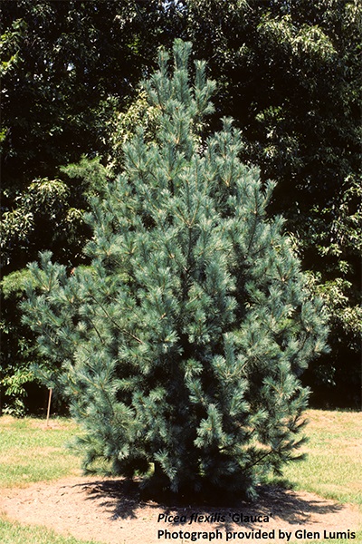 Image for Limber Pine, Rocky Mountain White Pine