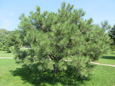 Image for Ponderosa Pine, Western Yellow Pine