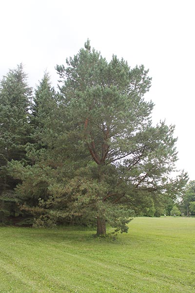 Image for Scots Pine, Scotch Pine