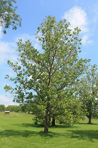 Image for American Sycamore, American Plane Tree, Eastern Sycamore, Buttonwood, Buttonball-tree