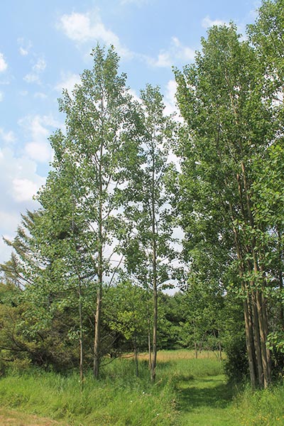 Image for Largetooth Aspen, Bigtooth Aspen