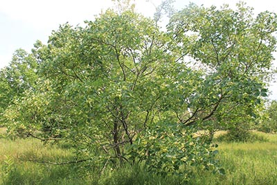 Image for Common Hoptree, Wafer-ash, Stinking-ash