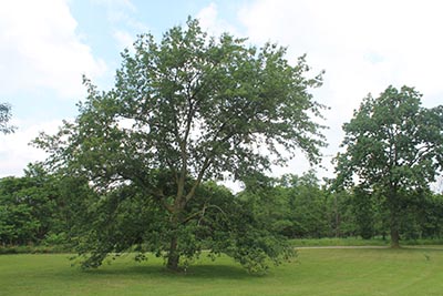 Image for Shingle Oak, Laurel Oak