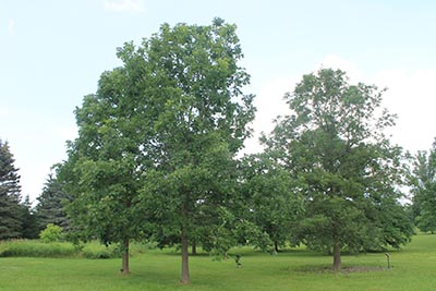 Image for Bur Oak, Blue Oak, Mossycup Oak