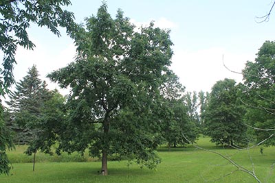 Image for Chinquapin Oak, Chinkapin Oak