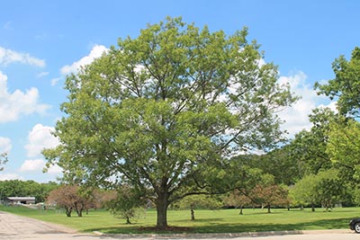 Image for Red Oak, Northern Red Oak