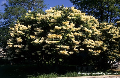 Image for Japanese Tree Lilac