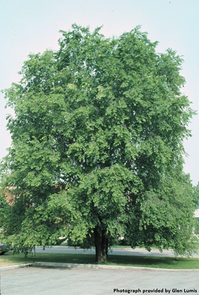 Image for Siberian Elm; Dwarf Asiatic Elm