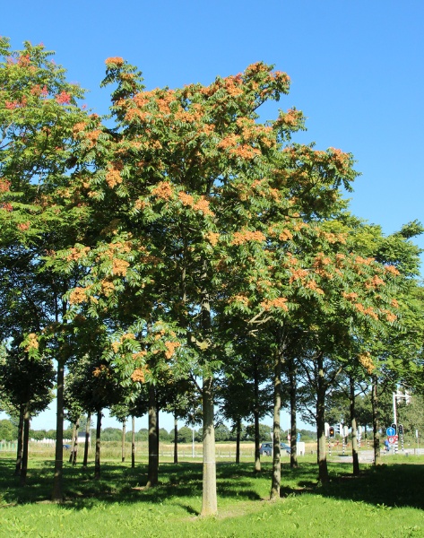 Image for Tree-of-Heaven, Ailanthus, Chinese-Sumac