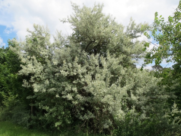 Image for Russian Olive, Russian elaeagnus