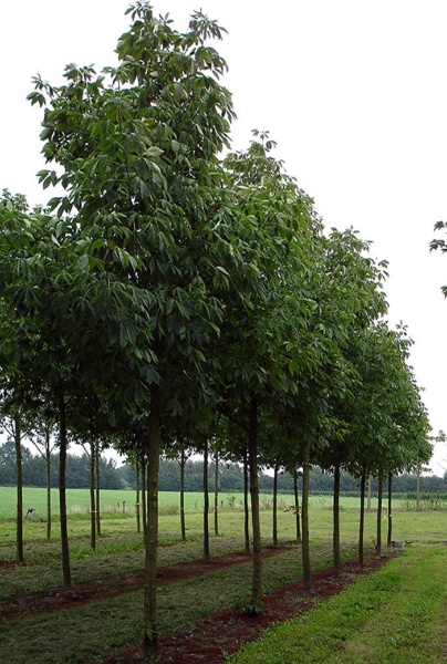 Image for Hardy Rubber Tree