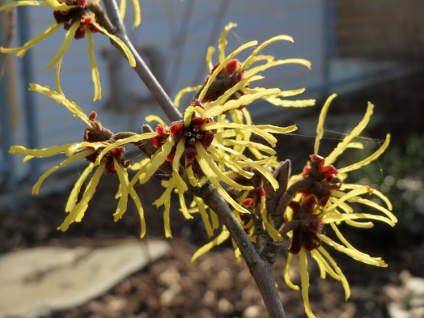 Image for Witch-hazel, Common Witchhazel