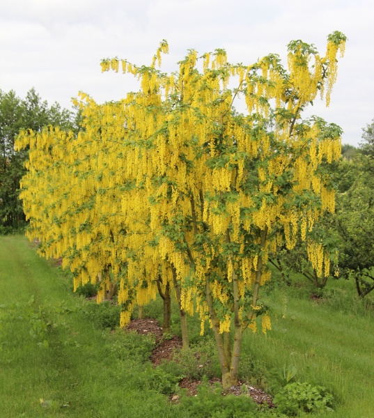 Image for Goldenchain tree, Laburnum