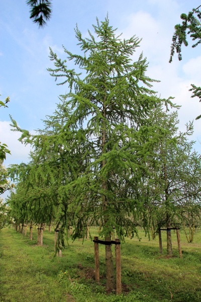Image for Japanese Larch