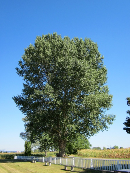 Image for Lombary Poplar