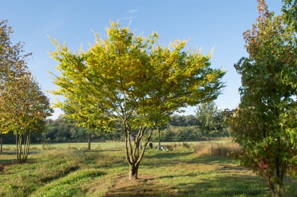 Image for Japanese Zelkova, Keaki Tree