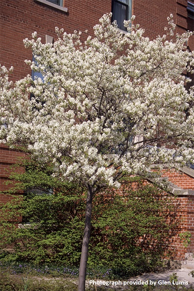 Image for Downy Serviceberry, Downy Juneberry