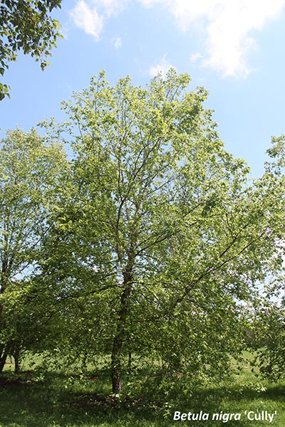 Image for Heritage® and Dura-Heat™ River Birch
