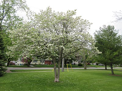 Image for Eastern Flowering Dogwood, Flowering Dogwood