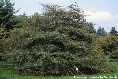 Image for Thornless Cockspur Hawthorn