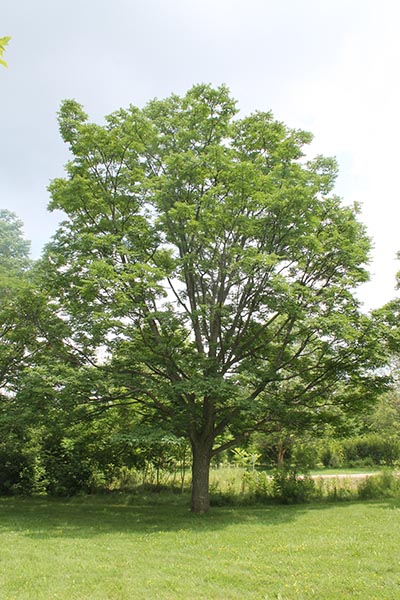 Image for Amur Cork Tree