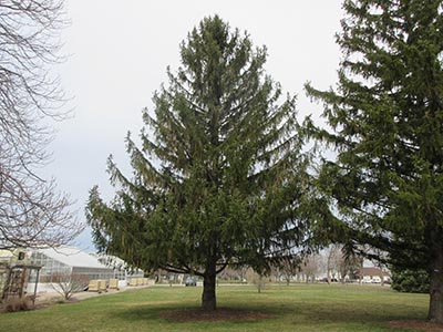 Image for Norway Spruce