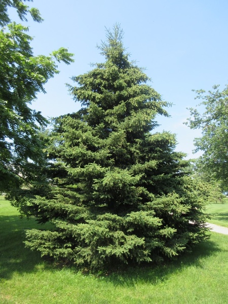 Image for White Spruce