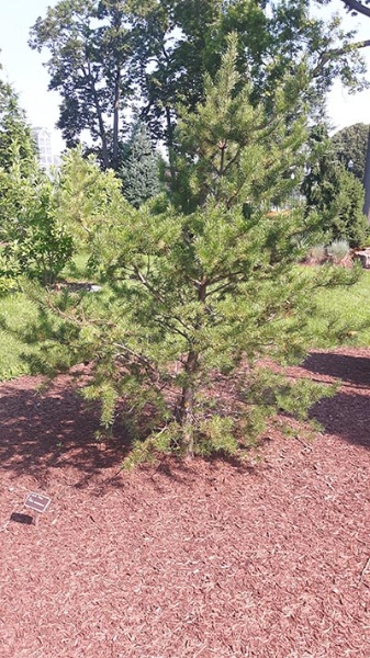 Image for Jack Pine, Banksian Pine, Gray Pine, Scrub Pine