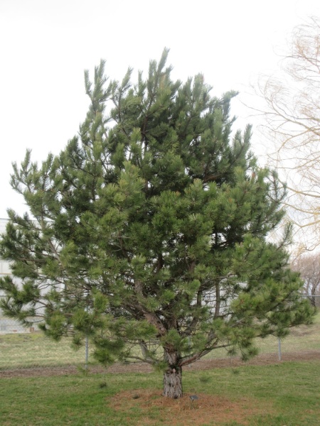 Image for Austrian Pine, European Black Pine