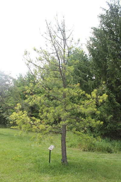 Image for Pitch Pine, Northern Pitch Pine