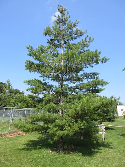 Image for Eastern White Pine