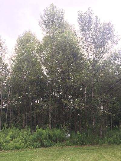 Image for Balsam Poplar, Eastern Balsam Poplar