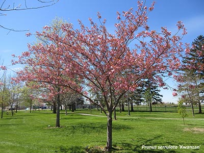 Image for Japanese Flowering Cherry