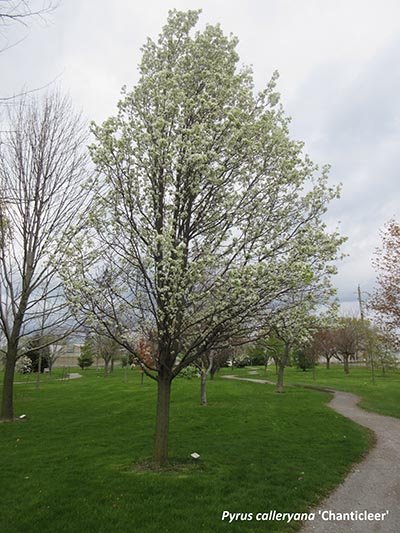 Image for Callery Pear 