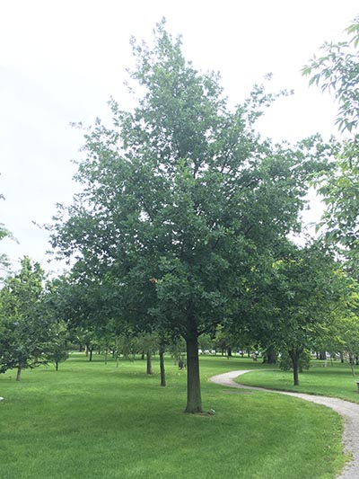 Image for English Oak, Truffle Oak, Pedunculate Oak