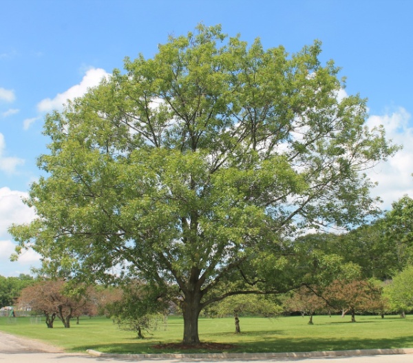 Image for Red Oak