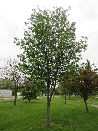 Image for Showy Mountain Ash, Dogberry