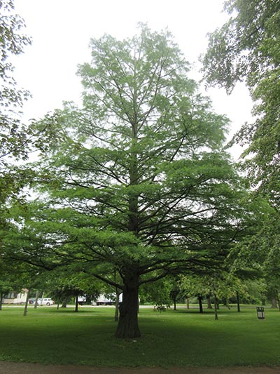 Image for Bald Cypress, Deciduous Cypress