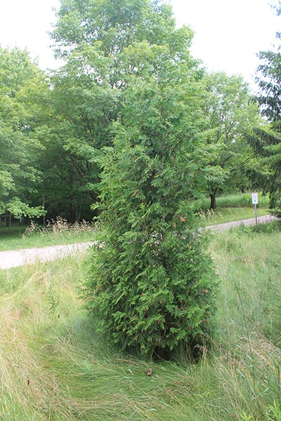 Image for Eastern White Cedar, Eastern Arborvitae
