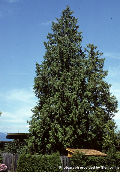 Image for Western Redcedar,  Giant Arborvitae