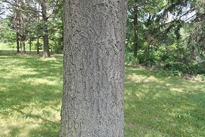 Image for Black Oak, Yellow-barked Oak