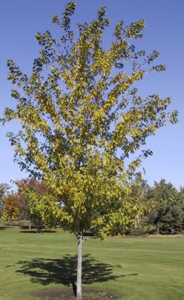Image for Silver Cloud® Silver Maple