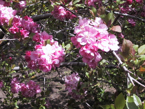 Image for Kelsey Flowering Crabapple