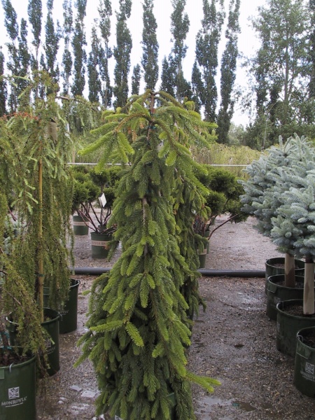 Image for Weeping Norway Spruce